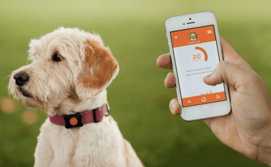 Gyvūnams padedančios technologijos: nuo išmanaus antkaklio iki virtualios tvoros