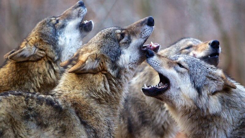 Į Lietuvos kino ekranus atkeliauja lietuviškai įgarsintas filmas visai šeimai „Metų laikai“