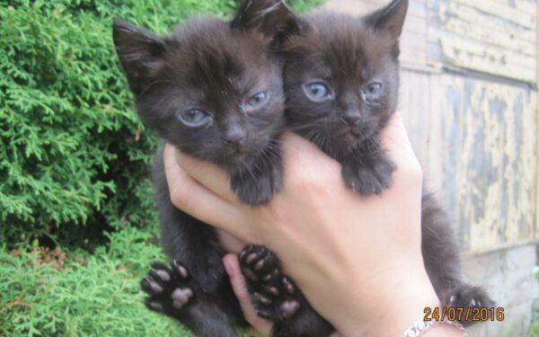 Globotinio pusryčiai: Lilė, Milė, Unė ir Munė. Kur paslėpėt mūsų laimę?