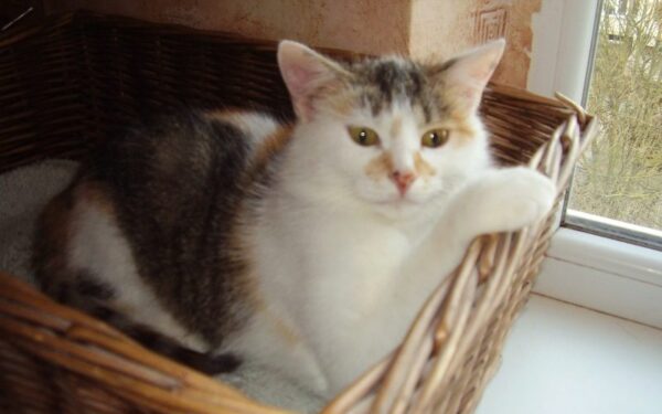 Globotinio pusryčiai: Murkutė „pončkutė“