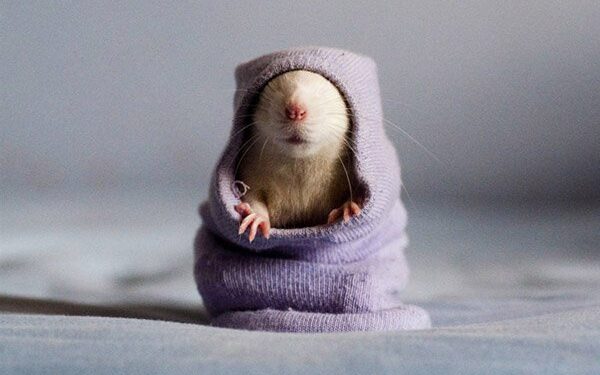 Pačios mieliausios … žiurkės! (foto)