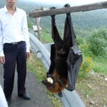 Skraidančios juodosios lapės: didžiausi planetos šikšnosparniai (Video)