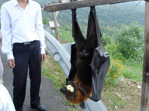 Skraidančios juodosios lapės: didžiausi planetos šikšnosparniai (Video)