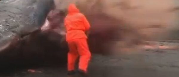 Lyg iš siaubo filmų: biologui pjaunant kašalotą šis sprogo (video)