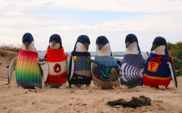 Pingvinų gyvybes gelbsti megztiniai (foto)