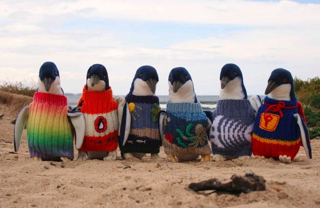 Pingvinų gyvybes gelbsti megztiniai (foto)