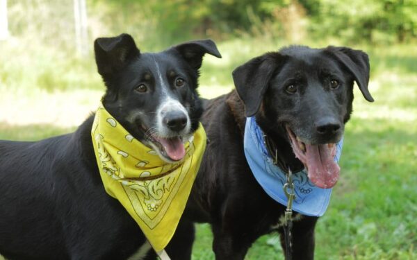 Kūrėjai vienijasi: labdaringas renginys „Duok leteną“ kviečia padėti beglobiams gyvūnams