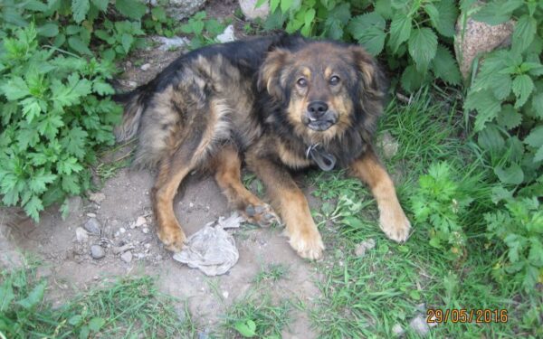 Globotinio pusryčiai: draugiškas Caras