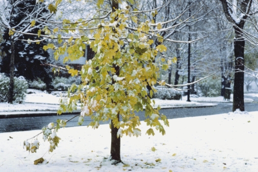 Europa žiemos gniaužtuose