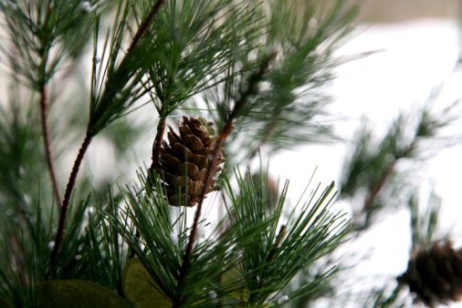 Miškininkų dovana – šimtas tūkstančių eglės šakų