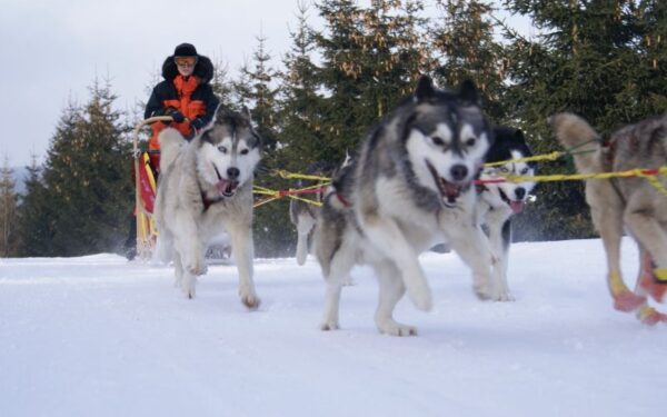Savaitgalį Kaune – haskių lenktynės