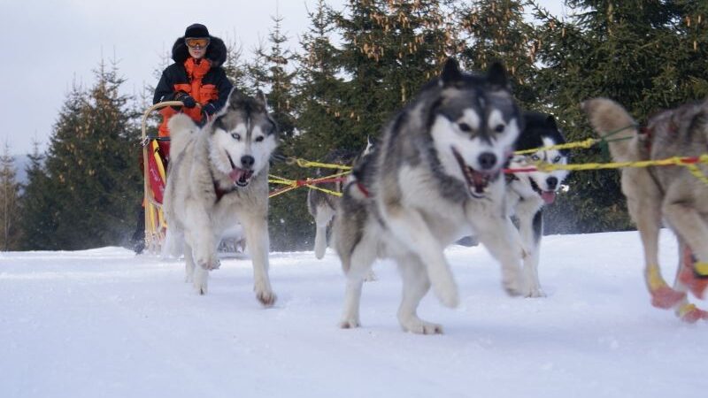 Savaitgalį Kaune – haskių lenktynės