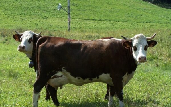 Švedija nuo kitų metų visiškai uždraudžia zoofiliją