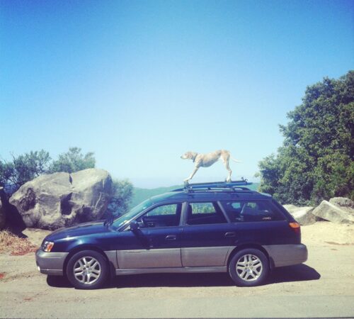 Keliautoja ir laipiotoja skalikė Maddie (Foto)