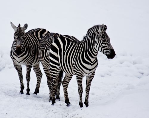 Kodėl zebrams reikalingi dryžiai?
