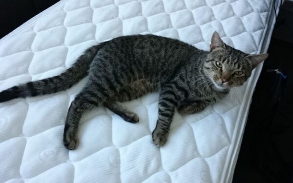 Globotinio pusryčiai: prie „Vamzdžio“ rastas katinukas