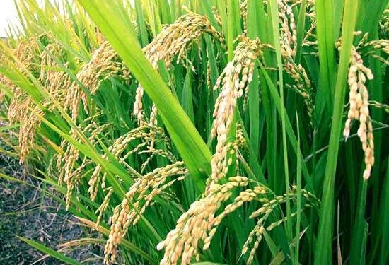 Mokslininkai įspėja, kad maisto be GMO kaina gali išaugti dvigubai