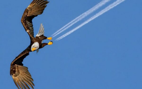 Sensacingos nuotraukos arba labai laiku nuspaustas fotoaparato mygtukas (foto)