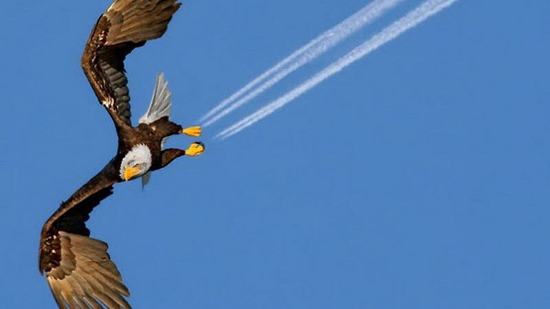 Sensacingos nuotraukos arba labai laiku nuspaustas fotoaparato mygtukas (foto)
