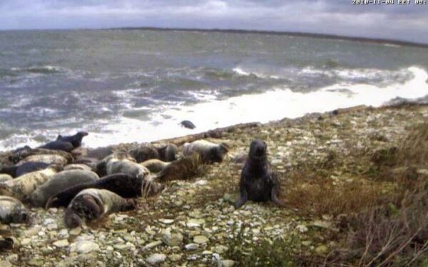 Estai atsipalaiduoja stebėdami ruonius internete