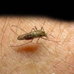 Afrikoje keliautojas iš Kauno užsikrėtė tropine maliarija