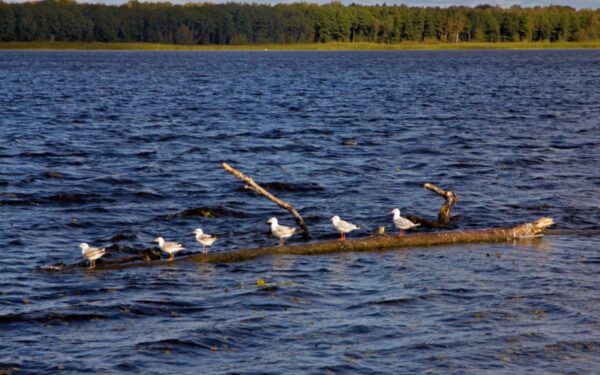 Keliauk kitaip – Nemuno deltos regioninis parkas (Foto)