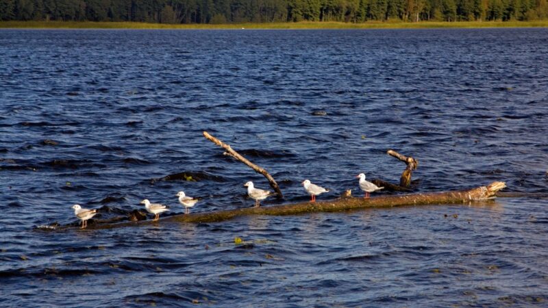 Keliauk kitaip – Nemuno deltos regioninis parkas (Foto)