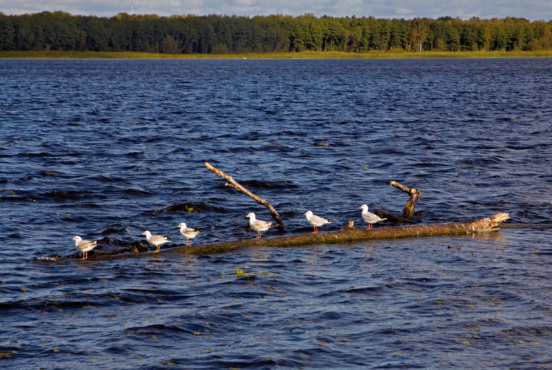 Keliauk kitaip – Nemuno deltos regioninis parkas (Foto)