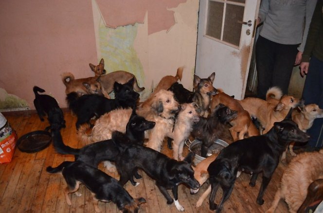 Neeilinė situacija - bute apie 40 alkanų šunų. Šeimininkės prašo pagalbos
