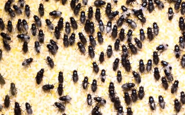 Menas, kurį kuria musės (foto)