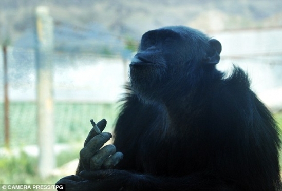Zoologijos sode šimpanzė mėgaujasi cigarete ir skardine alaus (Foto