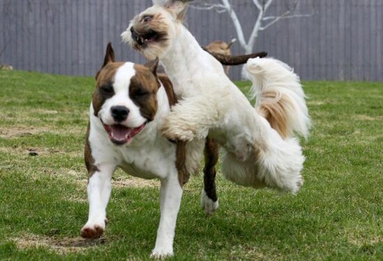 Ar pitbulterjerų tipo šunys tinka apsaugai?