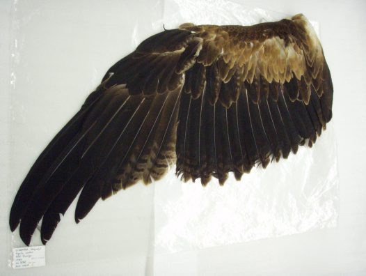 Evoliucijos mitai: „Pusė sparno“ neturi prasmės