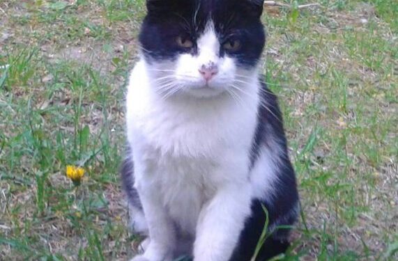 Globotinio pusryčiai: dėmesio ir meilės ištroškęs Markizas