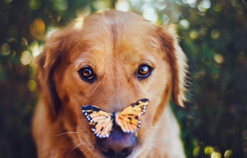 Kaip reikia fotografuoti gyvūnus: kvapą gniaužiantys 17-metės šunų portretai (foto)