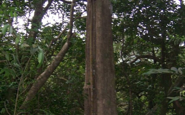 Šalis, kur auga keturkampiai medžiai (video)