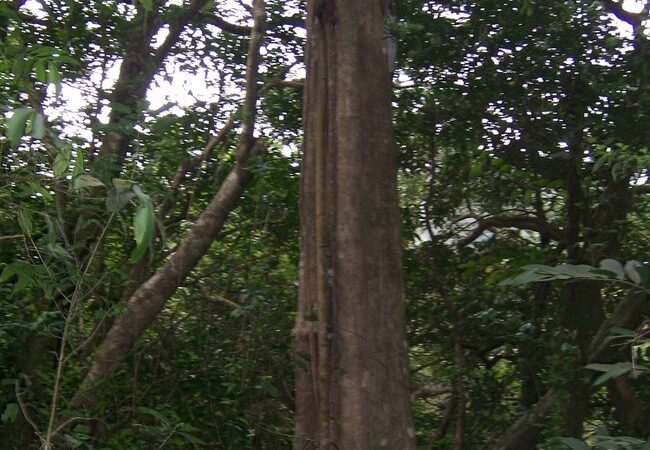 Šalis, kur auga keturkampiai medžiai (video)