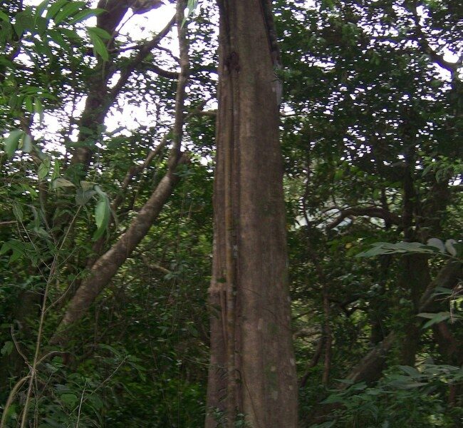 Šalis
