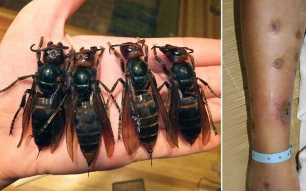 Kinus puldinėja gigantiškų vapsvų spiečiai (video)