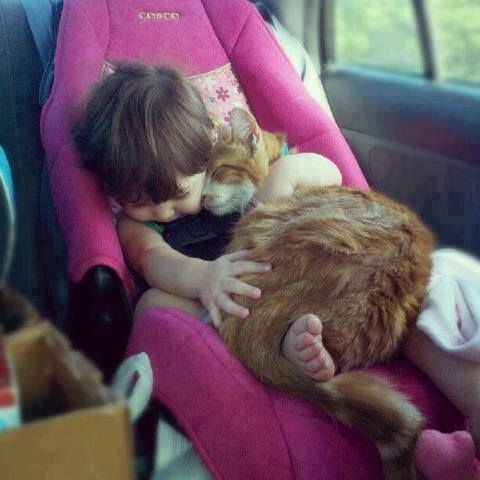 Greta šuns ar katino augantys vaikai (foto)