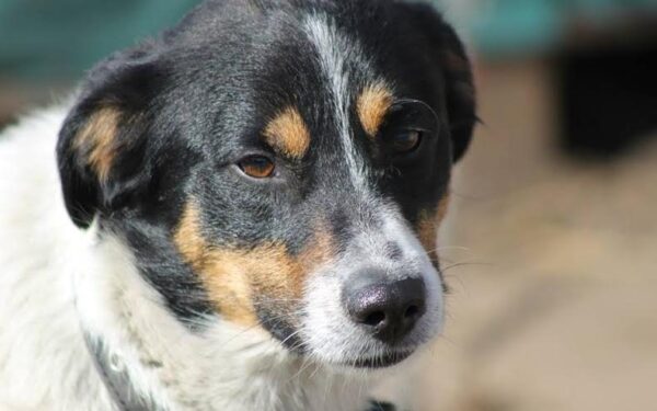 Globotinio pusryčiai. Namų ieško trikojukas Žorikas (foto)