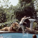 Beveik normalu: paauglės gyvenimas su liūtu (foto)