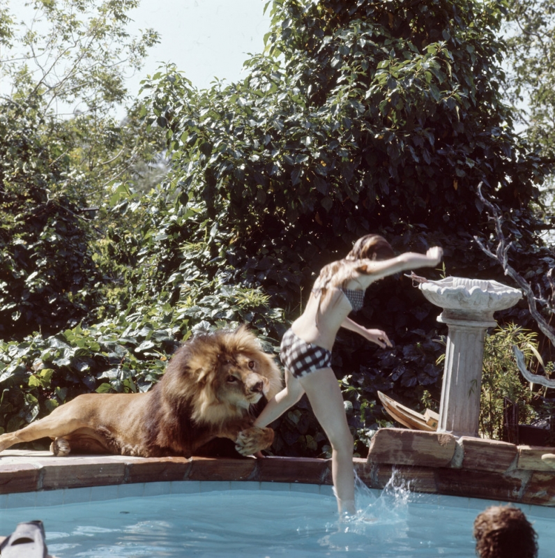 Beveik normalu: paauglės gyvenimas su liūtu (foto)