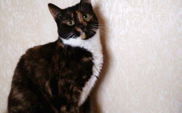 Globotinio pusryčiai: marmurinė katytė Diva