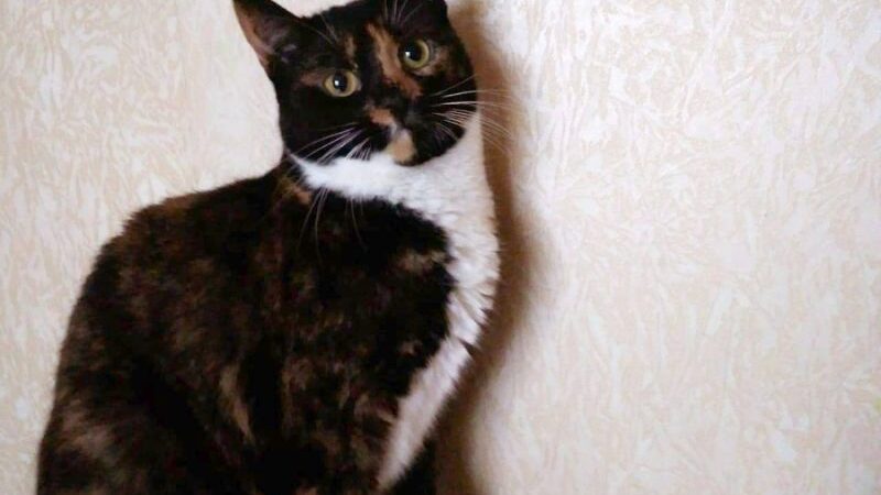 Globotinio pusryčiai: marmurinė katytė Diva