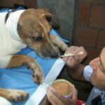 Turintiems stiprius nervus: tragiška šuns Francisco istorija ir jos laiminga pabaiga (foto)