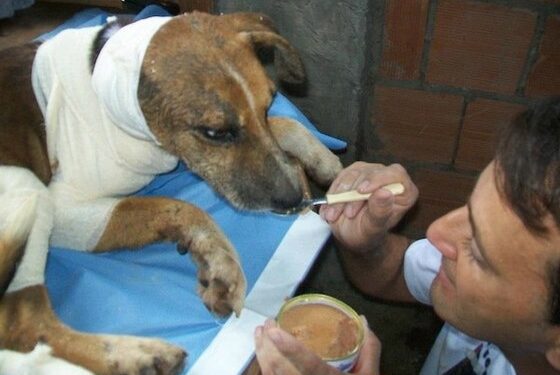 Turintiems stiprius nervus: tragiška šuns Francisco istorija ir jos laiminga pabaiga (foto)