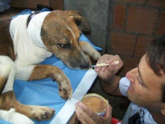 Turintiems stiprius nervus: tragiška šuns Francisco istorija ir jos laiminga pabaiga (foto)