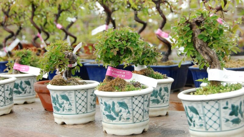 Japonija Lietuvoje – visai netoli jūros