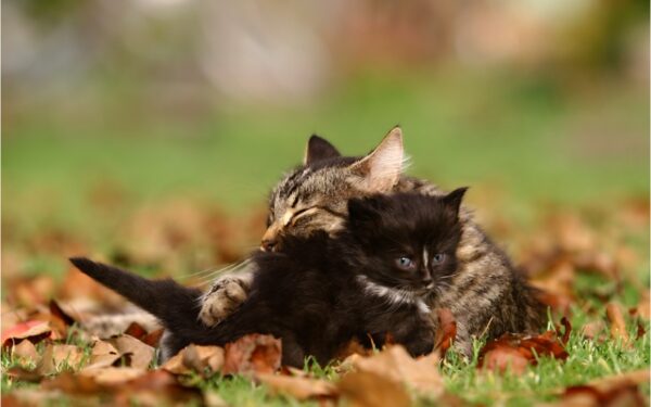 Kaip ruduo veikia seksualinį gyvenimą